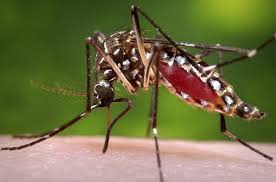 Epidémie de chikungunya : situation au 29 août 2014