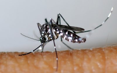 La lutte contre l’introduction du zika en Guyane est l’affaire de tous